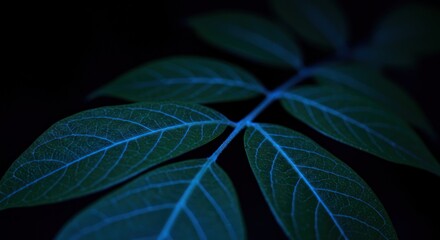 Close Up of Illuminated Green Leaves with Blue Veins on Dark Background