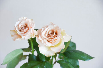 コーラルピンクのばら