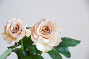 コーラルピンクのばら