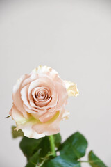 コーラルピンクのばら