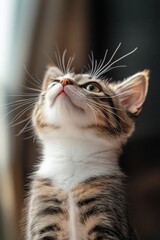 Adorable tabby kitten looking up, close-up portrait