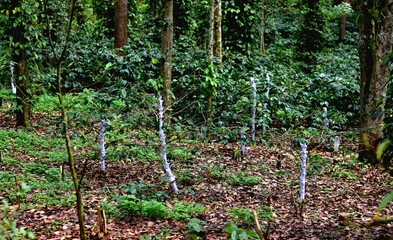Young coffee plants in a shaded plantation, their stems wrapped in white bands for protection, surrounded by lush greenery in a tropical forest setting.