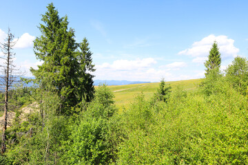 A mountain slope covered with green grass, with tall coniferous trees in the foreground and distant mountain ranges on the horizon.