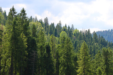 Rows of tall coniferous and deciduous trees covering a mountain slope, forming a dense green wall under a blue sky with light clouds.