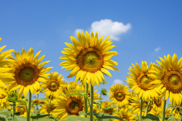 夏の空と満開のひまわり畑