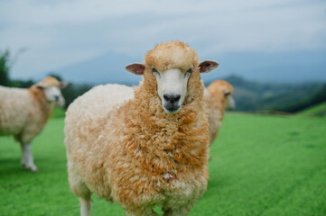A sheep stands prominently in a green pasture with other sheep in the background, set against a...