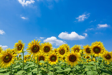夏の空と満開のひまわり畑