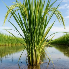 Fototapeta premium the green rice plants have started to bear fruit