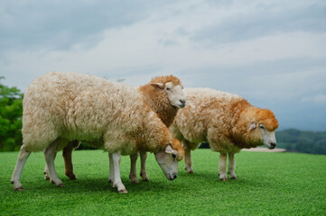 A serene scene featuring three sheep grazing on vibrant green grass under a cloudy sky.