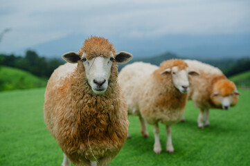 Fototapeta premium A group of fluffy sheep grazing on lush green grass under an overcast sky, showcasing a serene pastoral scene.