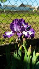 Purple iris flower in the garden