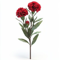 Red Carnation Blossom Close Up on White Background