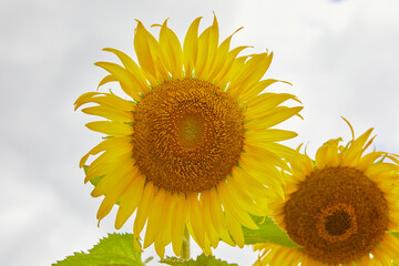 Close-up of sunflower blooming on field