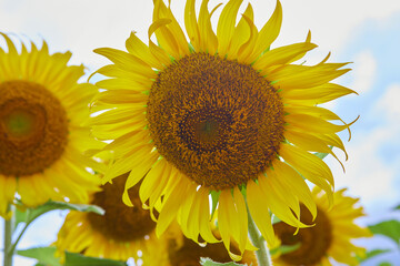 Close-up of sunflower blooming on field
