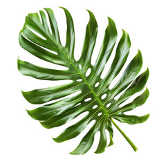 Close-up of a vibrant green monstera leaf, sharply defined against a black background.  Intricate,  deeply veined leaf structure