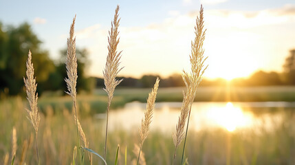 Fototapeta premium Golden hour light shines through tall grass by serene pond, creating tranquil atmosphere