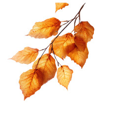 Obraz premium Autumn leaves on a branch