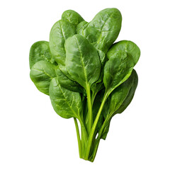 Fresh spinach leaves bunch healthy green vegetable food nutrition