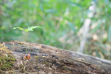 倒木の上に芽吹くどんぐりの若木と新しい生命の始まり

