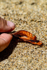 Macro shot of a child’s sandy fingertip gently lifting a dry helicopter maple seed while a tiny yellow-spotted ladybug crawls along it; sparkling beach sand fills the softly blurred background.