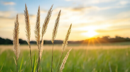 Fototapeta premium Golden sunset illuminates tall grass in serene field, creating peaceful atmosphere