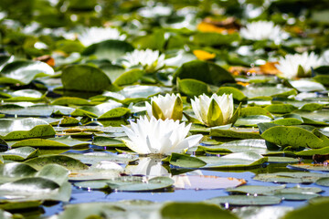White water lilies bloom among sun-lit green lily pads on a tranquil pond, their bright petals and mirror reflections evoking calm, summer wetlands, spa serenity, and natural beauty.
