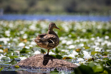 Female mallard duck balanced on a sun-lit rock amid a carpet of green lily pads and white water-lily blossoms on Burnaby Lake. Captured with a soft, dreamy background and clear summer day