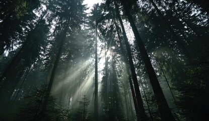 Sunbeams piercing a dense forest