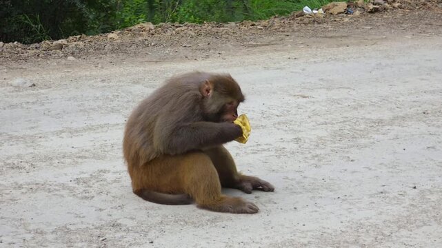 Indochinese Rhesus Macaque (Macaca mulatta siamica) Eating Fruit in Forest &ndash; 120fps Slow Motion Footage
