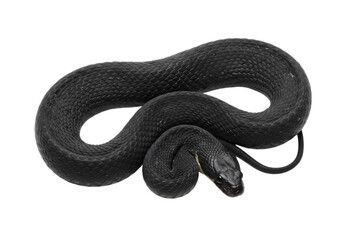 Naklejka premium Black Snake: Detailed Close-Up of a Reptile on White Background