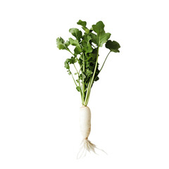 Obraz premium bunch of fresh radish