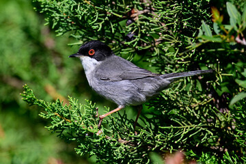 Sardinian warbler // Samtkopf-Grasmücke (Curruca melanocephala) - Peloponnese, Greece