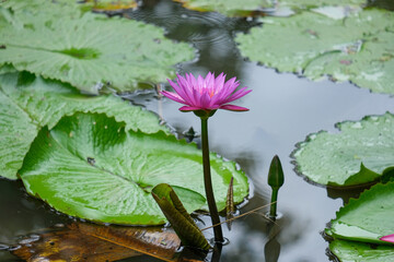 pink water lily