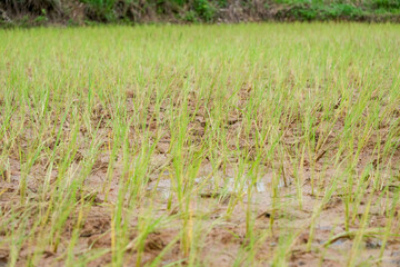 Obraz premium rice field in thailand