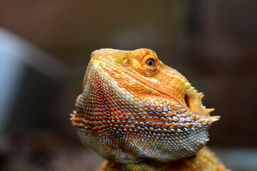 Bearded dragon lizard on Natural Habitat ,Close up image of Inland Bearded Dragon (Pogona vitticeps), Australian Bearded Dragon 