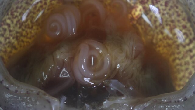 The nematodes (Nematoda), roundworms or eelworms constitute the phylum Nematoda. Species in the phylum inhabit a broad range of environments. Found in freshwater crabs.