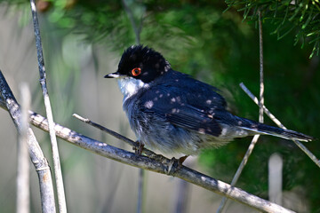 Samtkopf-Grasmücke // Sardinian warbler (Curruca melanocephala) - Peloponnes, Griechenland