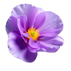 violet flower with transparent background PNG and JPEG image