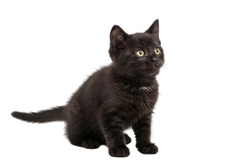 Cute Black Kitten on White Background: Pet Photography