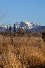 Golden Ears’ snow-capped peaks tower beyond frost-tinged prairie grass and fence posts in Langley, BC, beneath a clear blue winter sky, a serene rural mountain landscape.