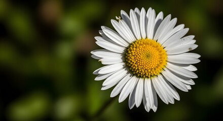 Obraz premium Close-up of a single white daisy with a yellow center, against a blurred green and dark background