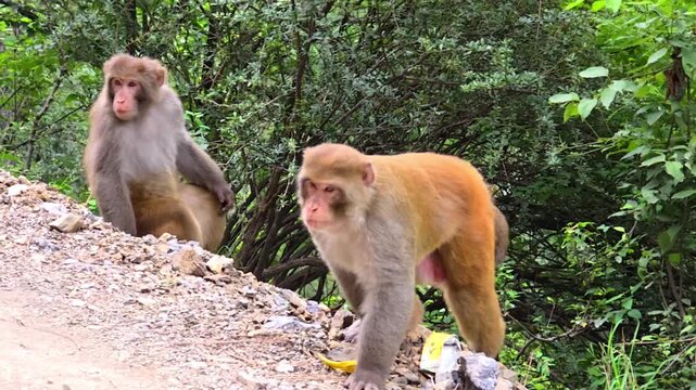 Indochinese Rhesus Macaque (Macaca mulatta siamica) Eating Fruit in Forest &ndash; 120fps Slow Motion Footage