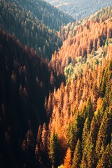 Autumnal forests at golden hour light