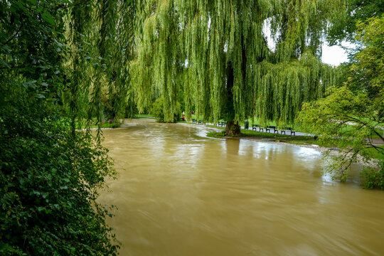 Flood at the Eisbach in the English Garden in Munich, Bavaria, Germany. Park landscape and a mighty willow 'Chrysocoma' (Salix sepulcralis)