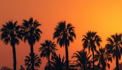 Silhouetted palm trees against a vibrant sunset (1)