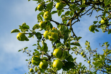 Apple tree. Branch with ripe, green apples against a blue sky with clouds