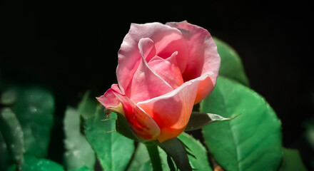 Pink Rosebud Just Starting to Bloom