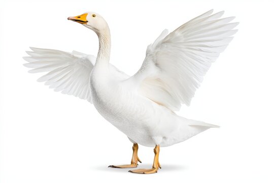 Majestic White Goose Spreading Wings on Isolated Background Showcasing Grace and Beauty in Nature with Soft Feather Details and Bright Colors