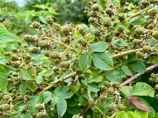 Dojrzewające jeżyny