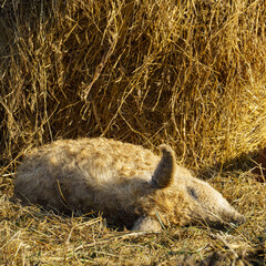 A light brown, curly-wool sheep lies on a bed of straw in a rural outdoor farm setting, captured in natural light, evoking calm and rustic simplicity.